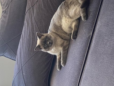 Dişi british shorthair kedimize damat adayları arıyoruz