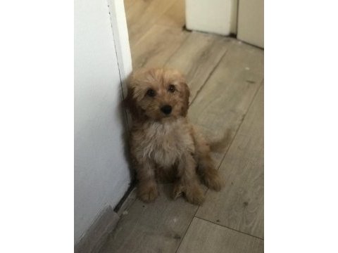 Tuvalet eğitimli maltipoo