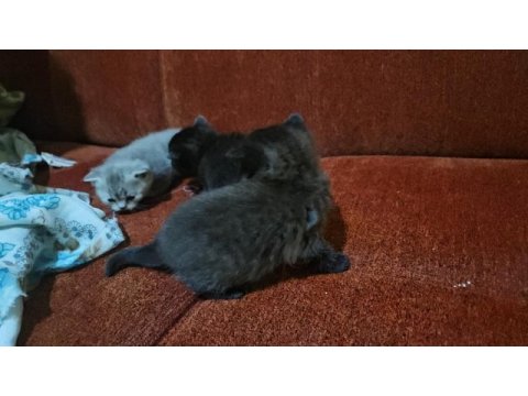 Scottish fold garibanlar yuva bekliyor