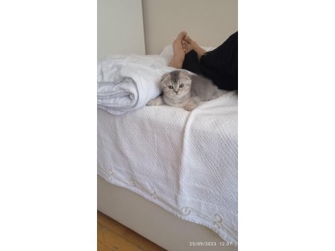 Sevimli oyuncu scottish fold