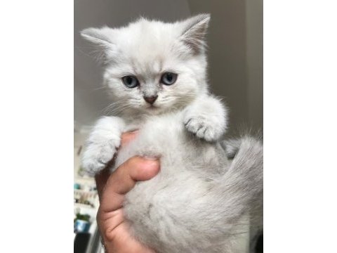 Scottish fold izmir