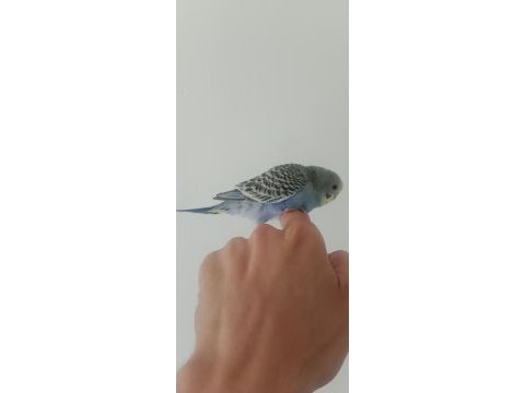 Yeme düşecek muhabbet kuşlar