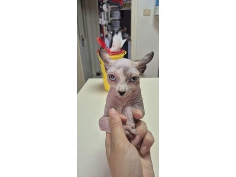 Anne altında safkan elf kulaklı sphynx yavrusu