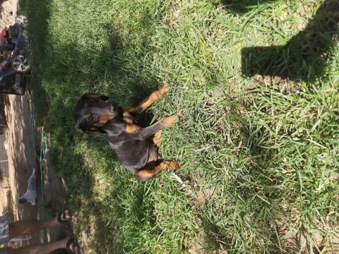 King doberman yavrular