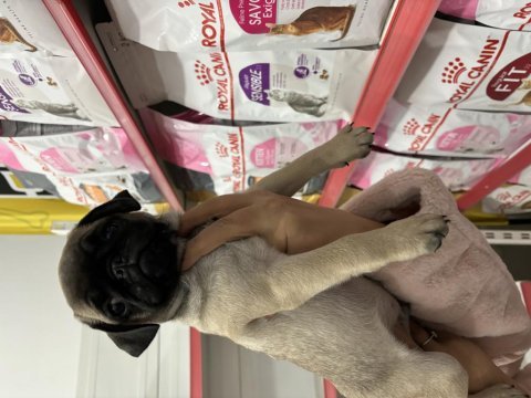 Aşılı erkek pug yavru köpeğimiz