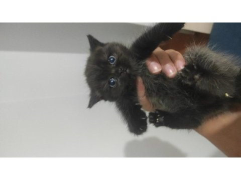 Safkan erkek dişi scottish fold