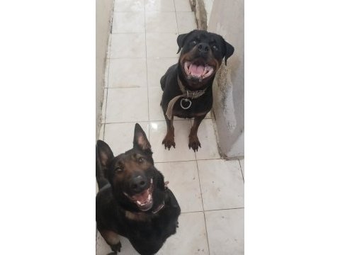 Genç malinois dişiler