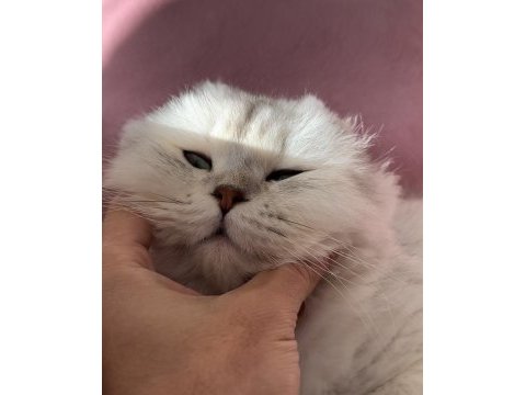 17 aylık scottish fold erkek