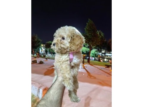 Son kalan maltipoo kızımız