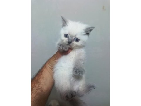 Gerçek bir dost kediyse tamda doğru yerdesiniz