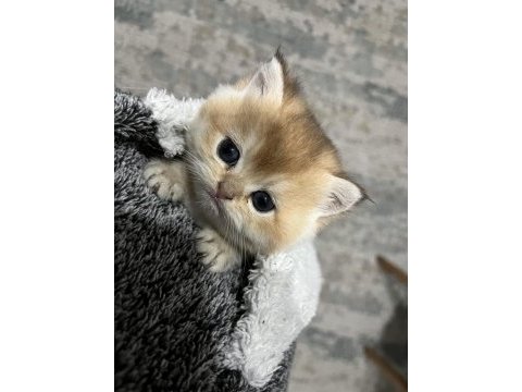 British golden shorthair yavrularımız
