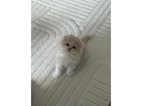 Scottish fold yavru