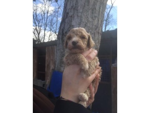 Maltipoo bebekler