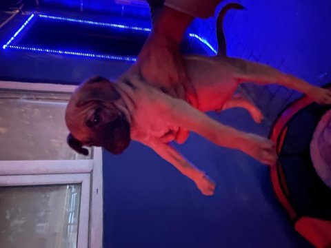 Anne pug baba alman kurdu 3 aylık erkek köpek