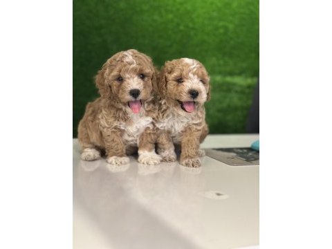 Üst kalite maltipoo