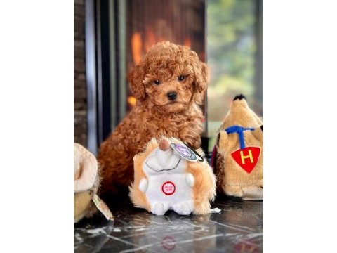 Poodle çiftliğinden mükemmel poodle yavrularımız
