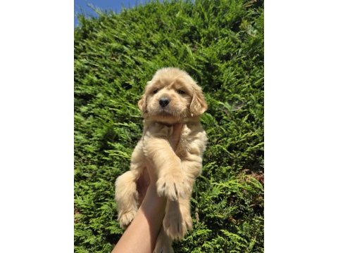 Baby face golden retriever bebeklerimi