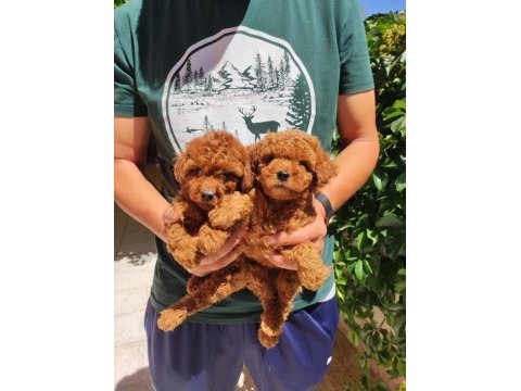 Peluş toy poodle ayıcıklarım
