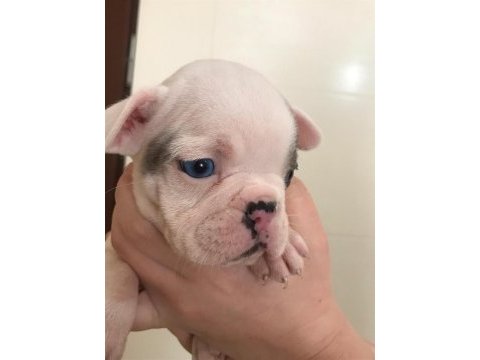5 erkek yavru french bulldog sahiplenilmeyi bekliyor