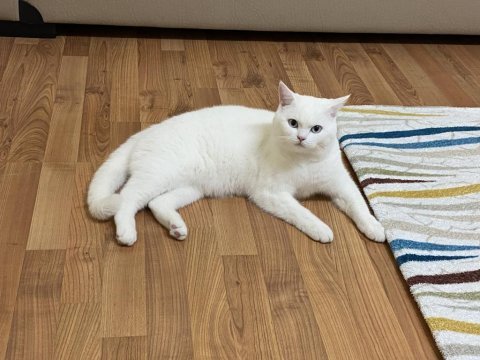 British shorthair bulutuma yeni yuva aranıyor