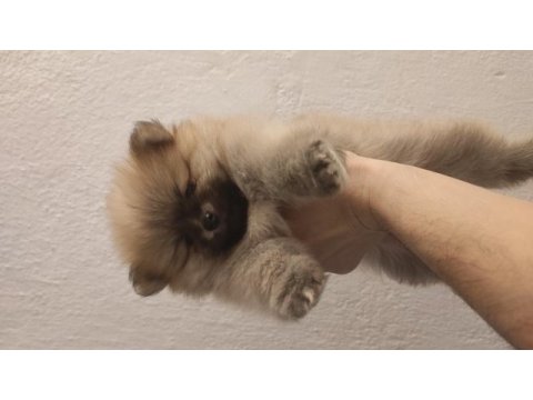 60 günlük pomeranian yavrular iç dış paraziti yapıldı