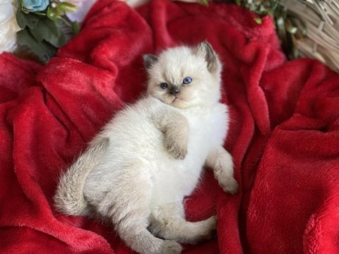 A+ show kalite british shorthair chocolate yavrumuz