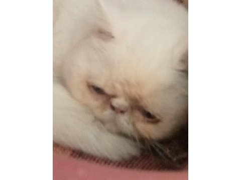 Bir buçuk yaşında erkek dokuz aylık dişi exotic shorthair
