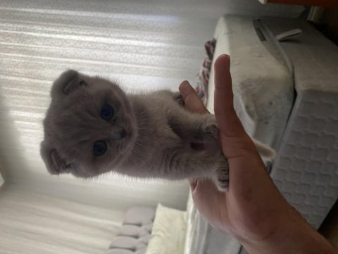 2 aylık scrli dişi scottish fold lilac
