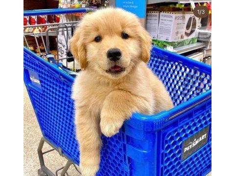 Üretim çiftliğinden golden retriever yavrular