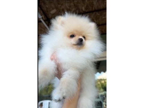 6 aylık erkek micro boy pomeranian boo