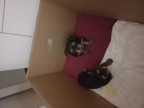 5 haftalık orjinal terrier tea cup