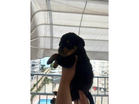 Mersin rottweiler