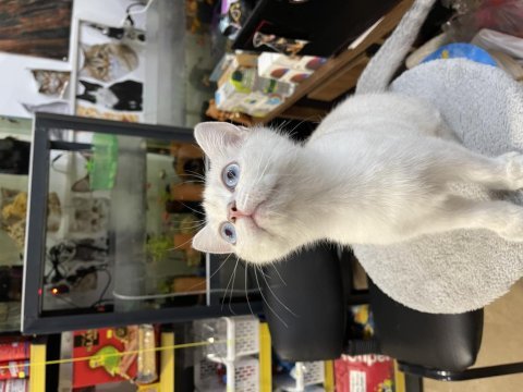 British shorthair yavrumuz