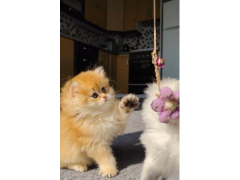 Full şecereli erkek british longhair yavruya yuva arıyorum