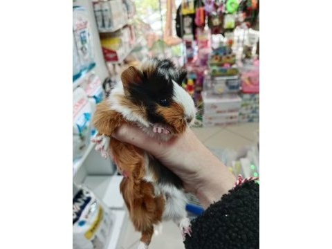 Yavru ve yetişkin guinea pig