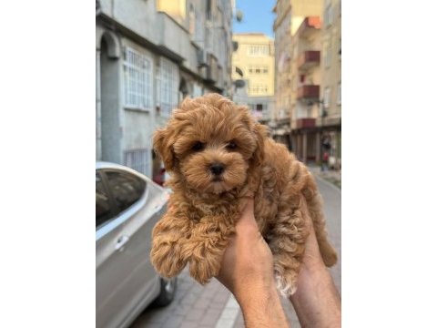 Sağlık ve ırk garantili kore maltipoo