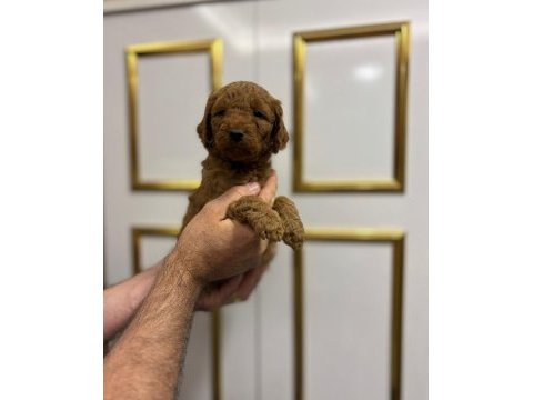 Erkek 3 aylık tam bir bebek poodle düşünenler için fırsat