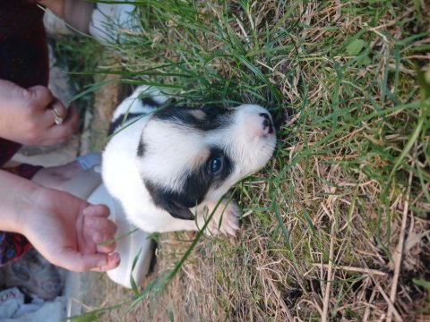 Yeni sahibini arıyor yavru köpekler