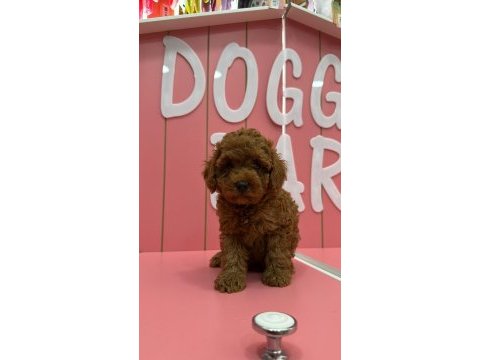 Kıvır kıvır poodle yavrularım ömürlük ailesini arıyor