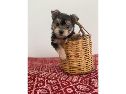 Teacup yorkie baby