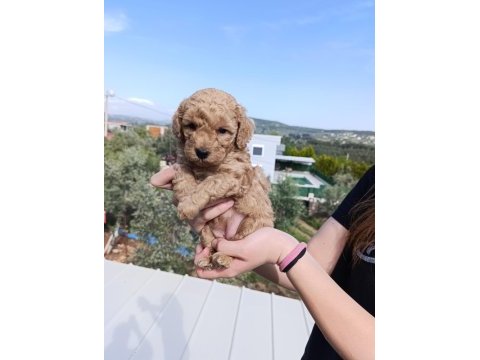 Toy poodle safkan yavrular izmir