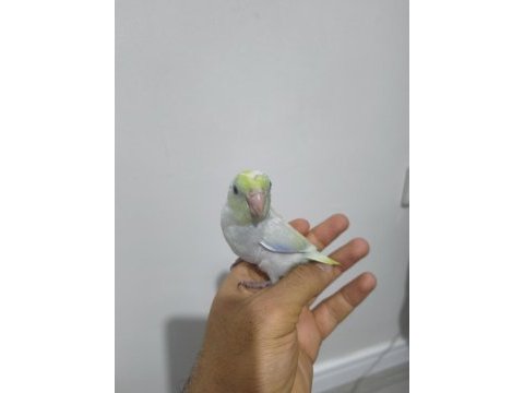 Yavru forpus papağanı