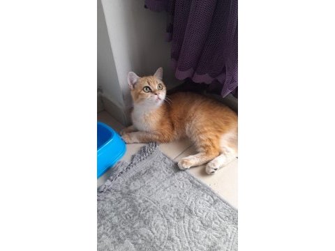 7 aylık dişi british longhair