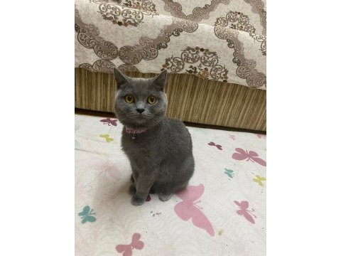 Acil sahiplendirilecek british shorthair