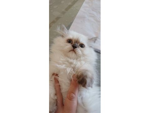 British longhair kedimiz