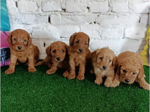 2 aylık köpekler yeni yuvalarını arıyorlar