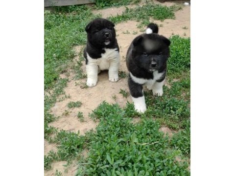 Safkan a kalite american akita