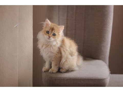 British longhair açıklamayı okuyun 2