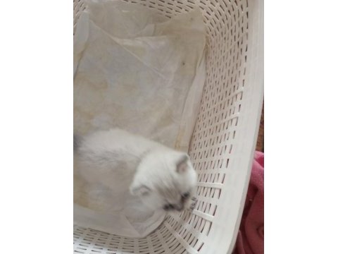 Orjinal mavi boncuk kediler