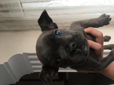 2 aylık french bulldog blue yavru
